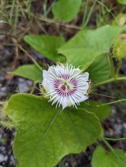 Passiflora foetida