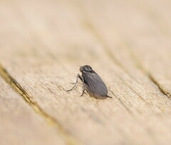 Empidoidea
