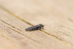 Empidoidea