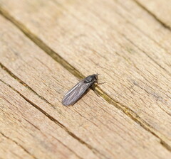 Empidoidea