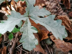 Erysiphe alphitoides