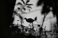 Amaurornis phoenicurus