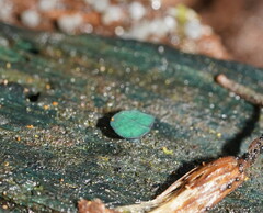 Chlorociboria aeruginascens
