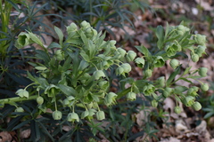 Helleborus foetidus