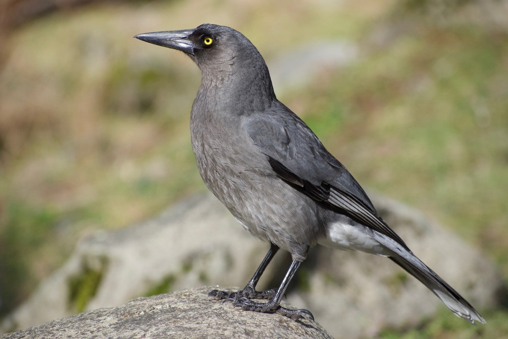 Grey Currawong