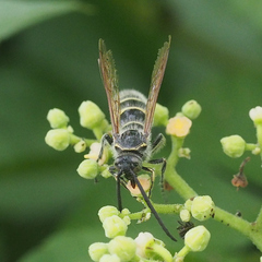 Campsomerinae