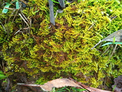 Thuidiopsis sparsa