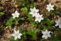 Anemonoides nemorosa