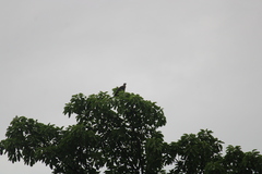 Haliaeetus ichthyaetus