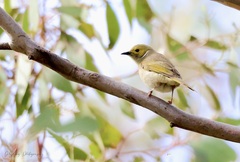 Ptilotula penicillata