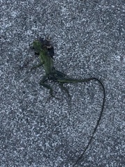 Bronchocela