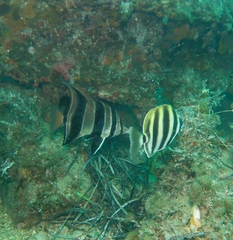 Chelmonops curiosus