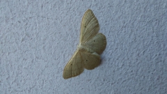 Idaea straminata