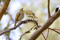 Ptilotula penicillata