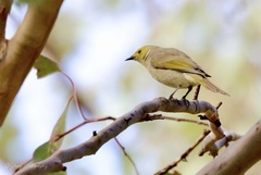 Ptilotula penicillata