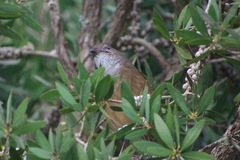Pachycephala olivacea