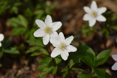 Anemonoides nemorosa