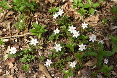 Anemonoides nemorosa