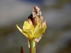 Bulbine semibarbata