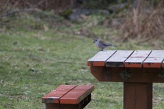 Colluricincla harmonica