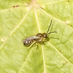 Seladonia