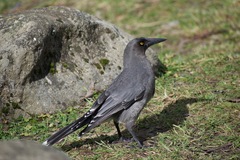 Strepera versicolor versicolor