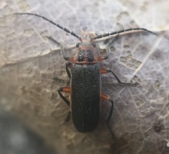 Atalantycha bilineata