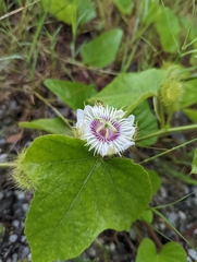 Passiflora foetida