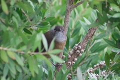Pachycephala olivacea