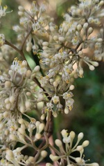 Pomaderris discolor