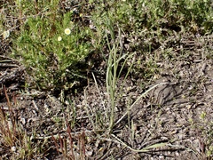 Bulbine semibarbata