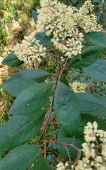 Pomaderris discolor