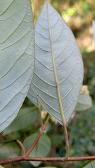 Pomaderris discolor