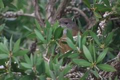 Pachycephala olivacea
