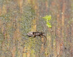 Paronellides