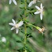 Olearia microphylla - Photo (c) Eamonn Culhane, algunos derechos reservados (CC BY-NC), subido por Eamonn Culhane