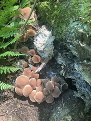 Basidiomycota
