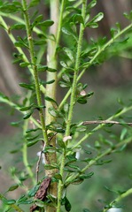 Olearia microphylla