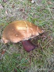 Suillellus luridus