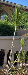 Dracaena reflexa angustifolia
