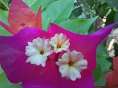 Bougainvillea