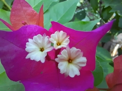 Bougainvillea