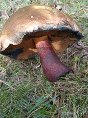 Suillellus luridus