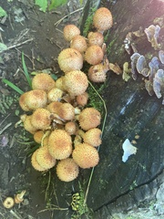 Pholiota