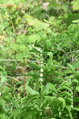 Polygonatum multiflorum