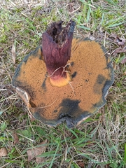 Suillellus luridus