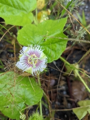 Passiflora foetida