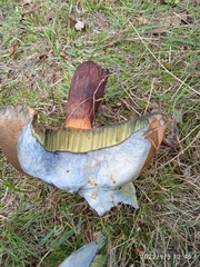 Suillellus luridus