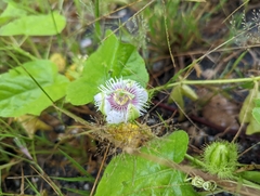 Passiflora foetida