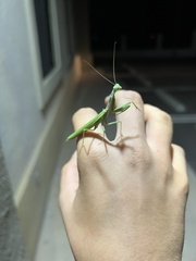 Schizomantodea